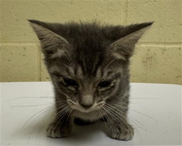 Shelter Stray Male Cat last seen HARRIS AVE & KNIGHTLINGER ST, 2127 Front St, Sacramento, CA 95818, USA
