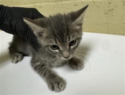 Shelter Stray Female Cat last seen HARRIS AVE & KNIGHTLINGER ST, 2127 Front St, Sacramento, CA 95818, USA