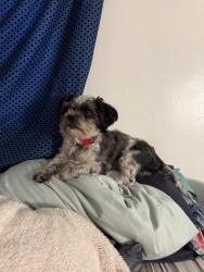 Reunited Male Dog last seen Near Wilson Pl, Roosevelt, NY 11575. (Freeport,Nassau), Roosevelt, NY 11575