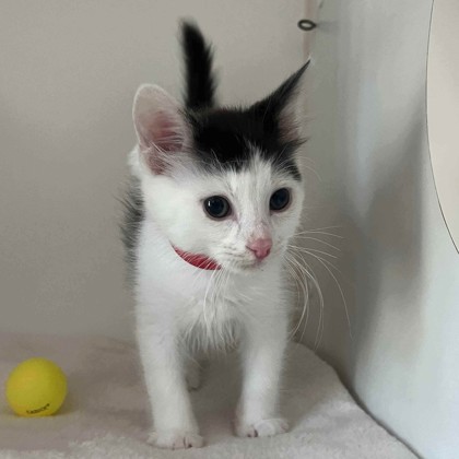 Shelter Stray Male Cat last seen Near Seminary Ave, Oakland, CA, 1101 29th Ave, Oakland, CA 94601, USA