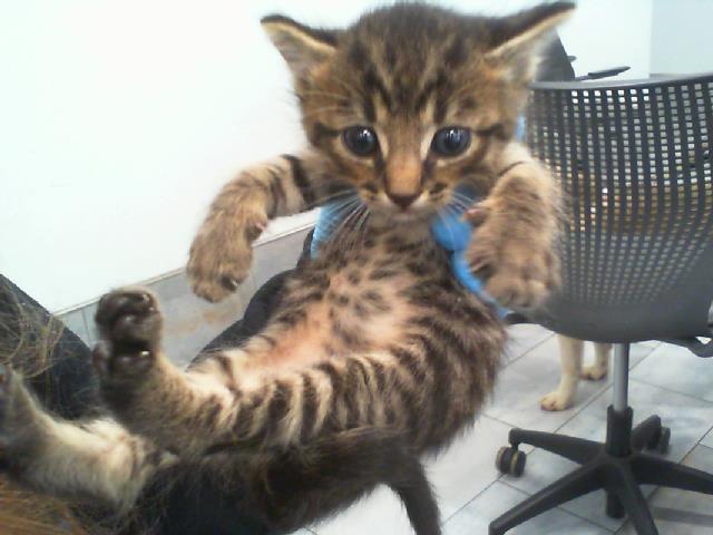 Shelter Stray Male Cat last seen CHARLOTTE, 8315 Byrum Dr, Charlotte, NC 28217, USA
