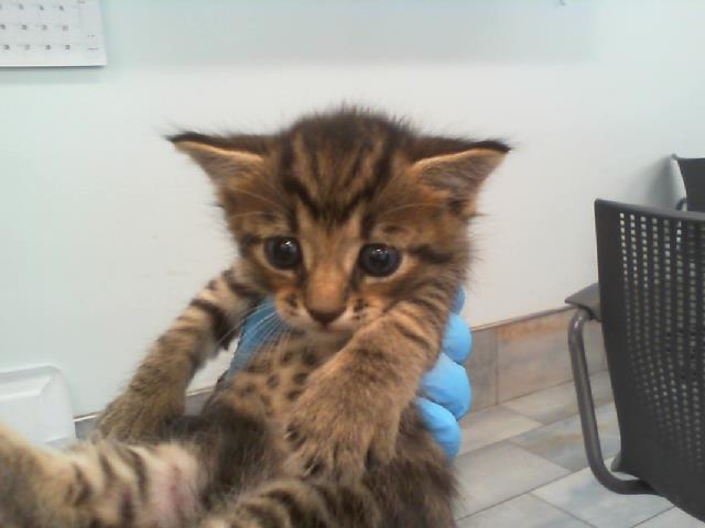 Shelter Stray Male Cat last seen CHARLOTTE, 8315 Byrum Dr, Charlotte, NC 28217, USA