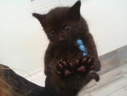 Shelter Stray Male Cat last seen CHARLOTTE, 8315 Byrum Dr, Charlotte, NC 28217, USA