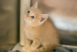 Shelter Stray Male Cat last seen CHARLOTTE, 8315 Byrum Dr, Charlotte, NC 28217, USA