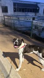 Shelter Stray Male Dog last seen Near Childrens Way, San Diego, CA, 92123, 5500 Gaines St, San Diego, CA 92110, USA