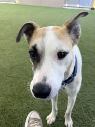 Shelter Stray Female Dog last seen Puterbaugh Street, San Diego, CA, 92103, 5500 Gaines St, San Diego, CA 92110, USA