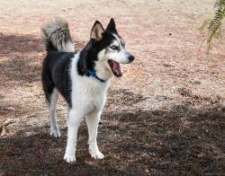 Shelter Stray Male Dog last seen N Ash Street, Escondido, CA, 92027, 5500 Gaines St, San Diego, CA 92110, USA