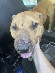 Found/Stray Male Dog last seen South El Dorado Street, Stockton, CA 95206
