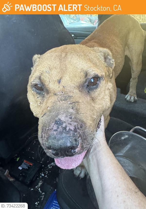 Found/Stray Male Dog last seen South El Dorado Street, Stockton, CA 95206