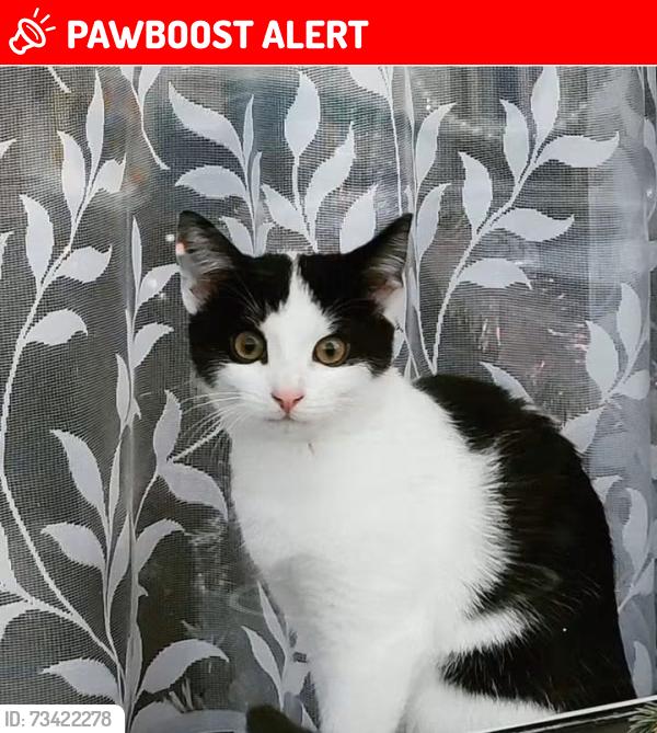 Lost Female Cat last seen Castleview Avenue Edinburgh, Edinburgh, Scotland EH16 4BR