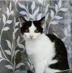 Lost Female Cat last seen Castleview Avenue Edinburgh, Edinburgh, Scotland EH16 4BR