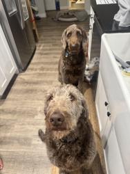 Lost Male Dog last seen AZ-51 & Northern Ave, Phoenix, AZ 85020