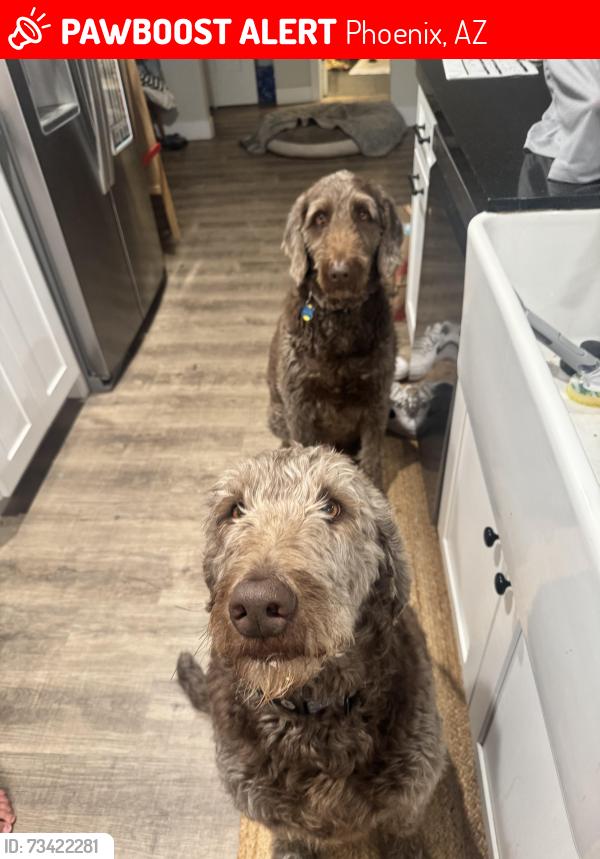 Lost Male Dog last seen AZ-51 & Northern Ave, Phoenix, AZ 85020