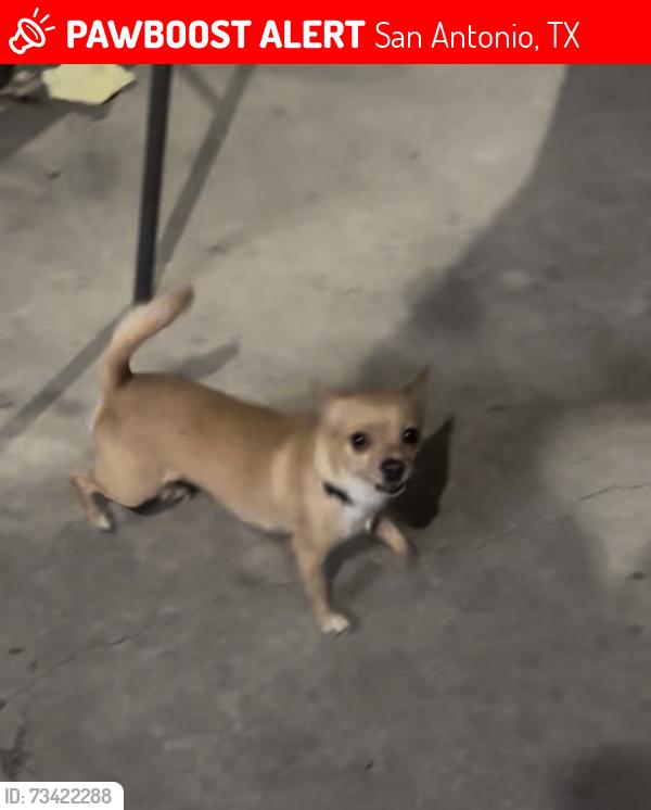 Lost Female Dog last seen Toltec, San Antonio, TX 78219