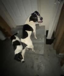 Found/Stray Unknown Dog last seen Near state street, Orem, UT 84057
