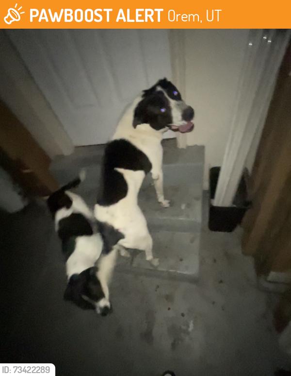 Found/Stray Unknown Dog last seen Near state street, Orem, UT 84057