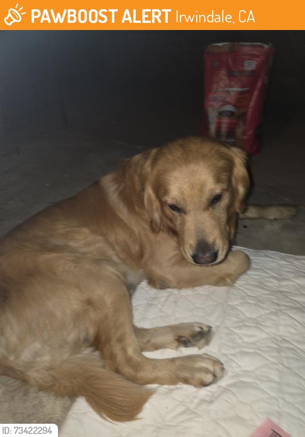 Found/Stray Male Dog last seen Buena Vista St. & Miguel Miranda Ave. By Parts Authority, Irwindale, CA 91010