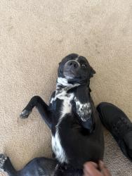 Lost Male Dog last seen Mammoth and tahoe, Manteca, CA 95337