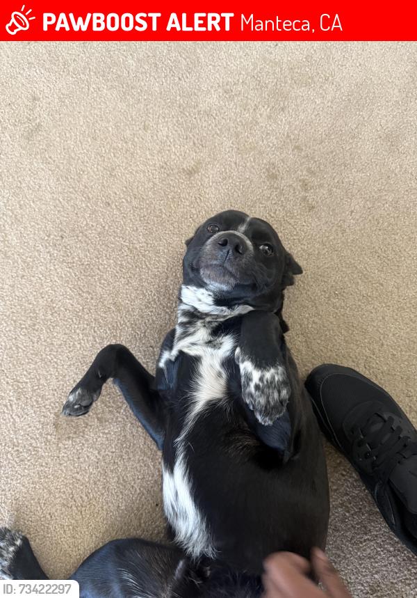Lost Male Dog last seen Mammoth and tahoe, Manteca, CA 95337