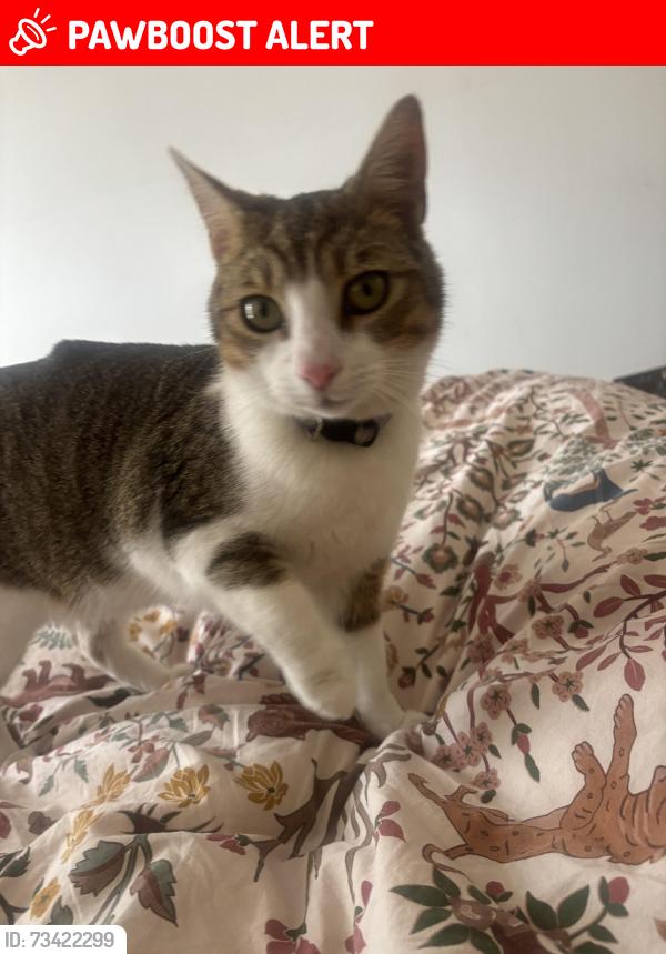 Lost Male Cat last seen Beluah grove, Greater London, England 