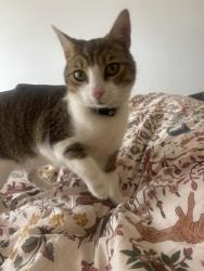 Lost Male Cat last seen Beluah grove, Greater London, England 