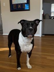 Reunited Female Dog last seen Beaumont, Silver Spring, MD 20904