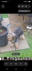 Lost Female Dog last seen Blackjack, Mo 63033, Black Jack, MO 63033