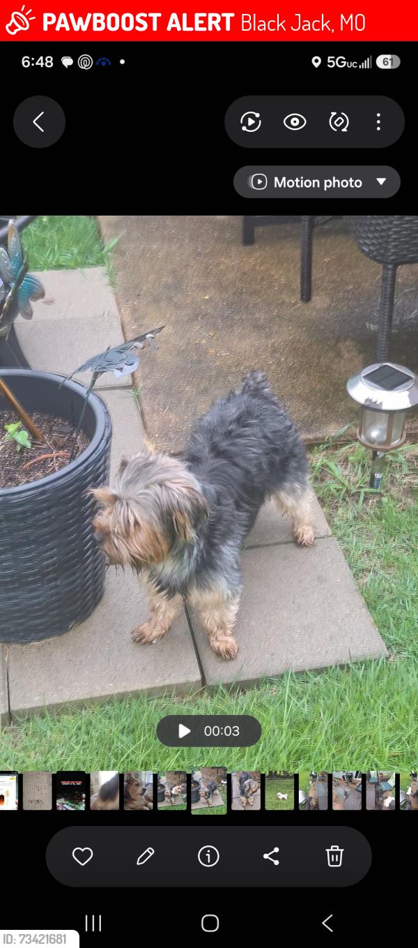 Lost Female Dog last seen Blackjack, Mo 63033, Black Jack, MO 63033