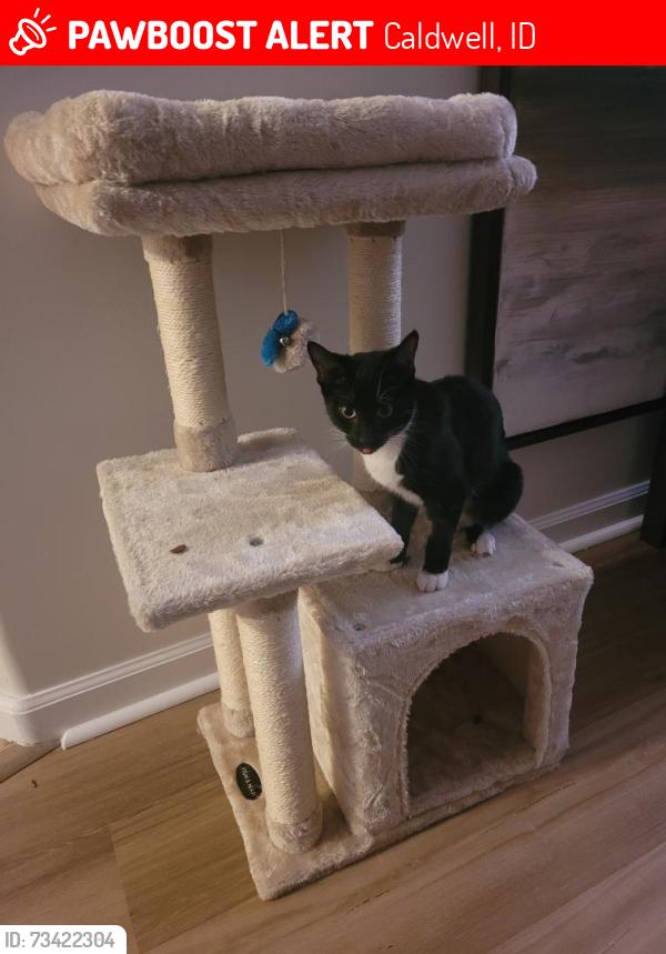 Lost Female Cat last seen Walmart Supercenter in caldwell, Caldwell, ID 83607