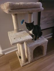 Lost Female Cat last seen Walmart Supercenter in caldwell, Caldwell, ID 83607