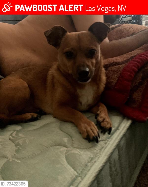 Lost Male Dog last seen Cheyanne & Walnut, Las Vegas, NV 89115