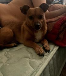 Lost Male Dog last seen Cheyanne & Walnut, Las Vegas, NV 89115