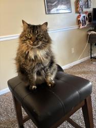 Lost Female Cat last seen Maywood st , greensboro aquatic center, Greensboro, NC 27401