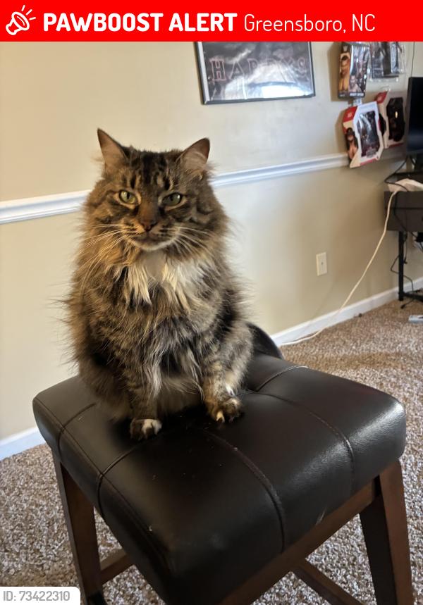 Lost Female Cat last seen Maywood st , greensboro aquatic center, Greensboro, NC 27401