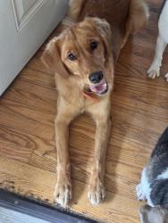 Found/Stray Female Dog last seen Old Knoxville highway near co op and stock creek industrial park, Rockford, TN 37853