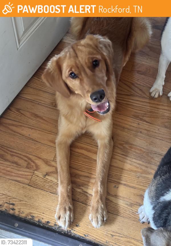 Found/Stray Female Dog last seen Old Knoxville highway near co op and stock creek industrial park, Rockford, TN 37853