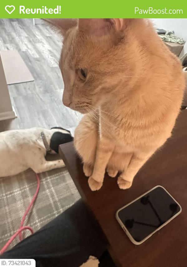 Reunited Female Cat last seen S Madison st x 57th St - near Hinsdale Central football field, Hinsdale, IL 60521