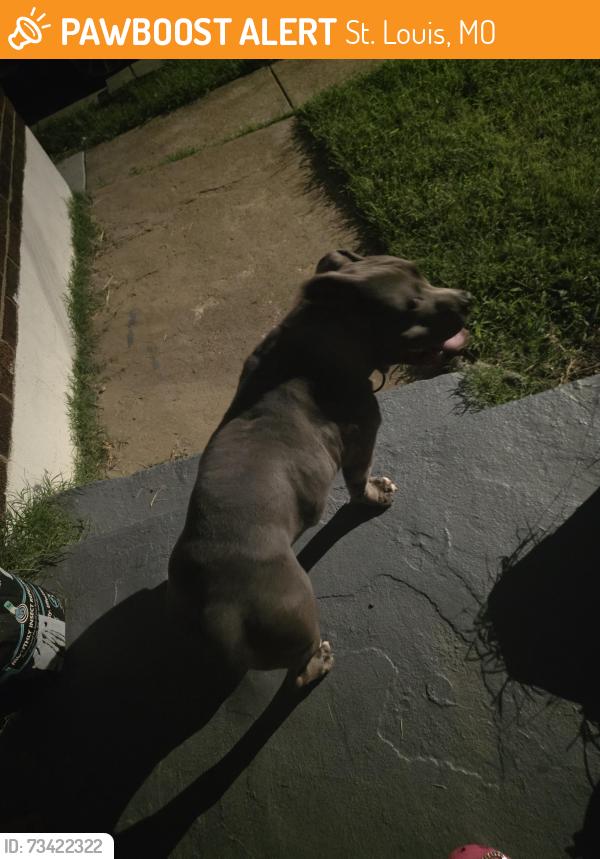 Found/Stray Male Dog last seen Pennsylvania and St Charles Rock rd, St. Louis, MO 63133