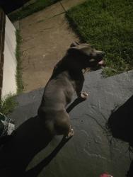 Found/Stray Male Dog last seen Pennsylvania and St Charles Rock rd, St. Louis, MO 63133