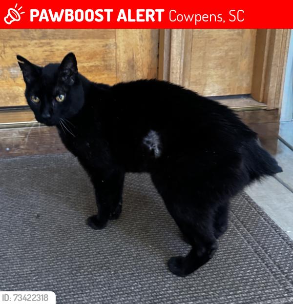 Lost Male Cat last seen Carolina Orchard Road & Thornbird Road, Cowpens, SC 29330