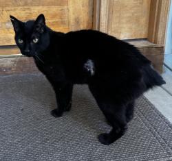 Lost Male Cat last seen Carolina Orchard Road & Thornbird Road, Cowpens, SC 29330