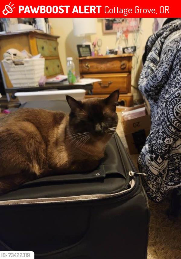 Lost Male Cat last seen By the baseball diamond, Cottage Grove, OR 97424