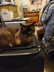 Lost Male Cat last seen By the baseball diamond, Cottage Grove, OR 97424