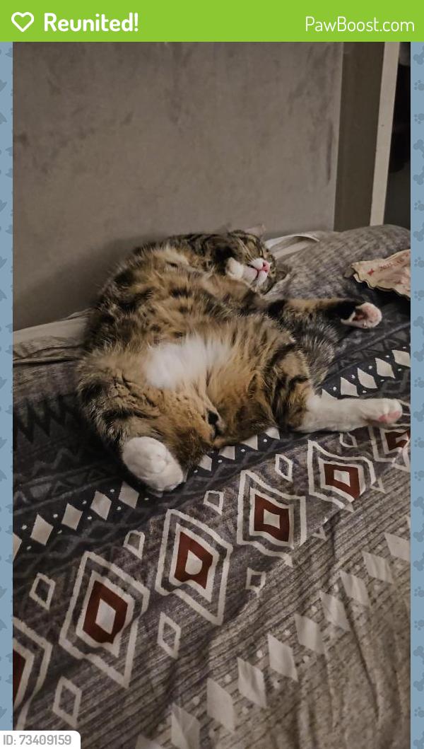 Reunited Male Cat last seen Lidl, Poplar, Greater London, England E14 7BJ