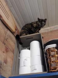 Lost Female Cat last seen Camp inn, Frostproof, FL 33843