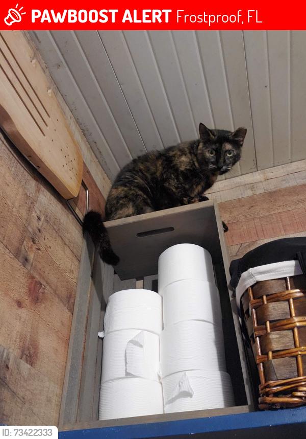Lost Female Cat last seen Camp inn, Frostproof, FL 33843