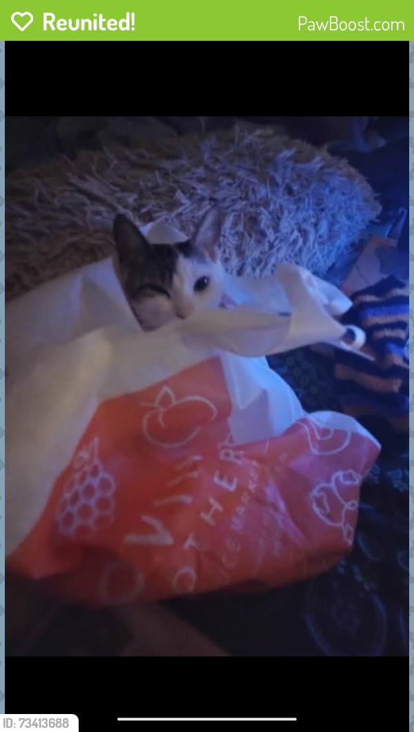 Reunited Female Cat last seen 33rd and Spring Garden, Philadelphia, PA 19104