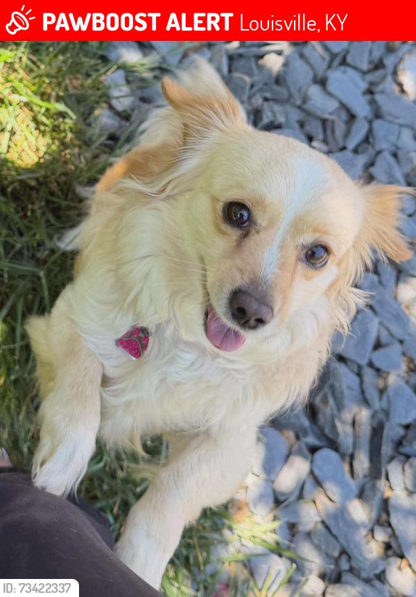 Lost Female Dog last seen St. Audrey church rd, Louisville, KY 40214