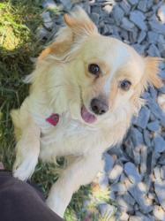 Lost Female Dog last seen St. Audrey church rd, Louisville, KY 40214