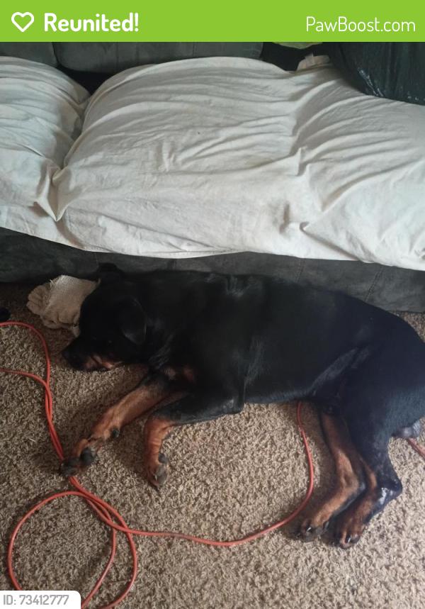 Reunited Male Dog last seen Good st, Cleveland, GA 30528